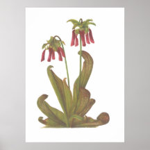 Fleisch fressende Pflanze - Sarracenia psittacina Plakat
