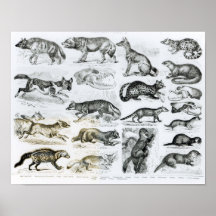 Fleisch fressende Tiere Poster