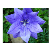 Fleur bleue postkarte