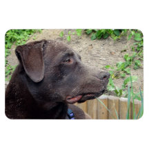 Flexi Magnet Labrador Lorenzo