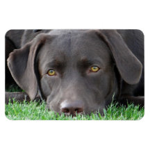 Flexi Magnet Labrador Lorenzo
