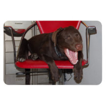 Flexi Magnet Labrador Lorenzo