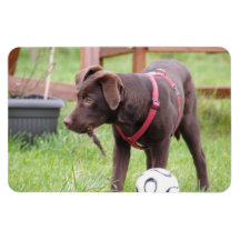 Flexi Magnet Labrador Lorenzo
