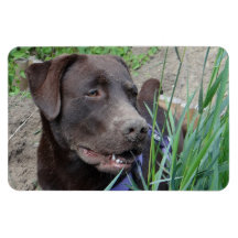 Flexi Magnet Labrador Lorenzo