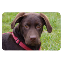 Flexi Magnet Labrador Lorenzo