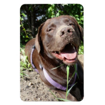 Flexi Magnet Labrador Lorenzo