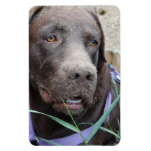 Flexi Magnet Labrador Lorenzo