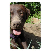 Flexi Magnet Labrador Lorenzo