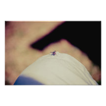 Fliege Photodruck
