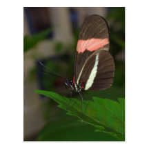 Fliege weg postkarte