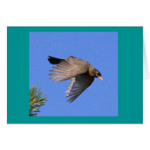 Fliegen-Robin-Karte