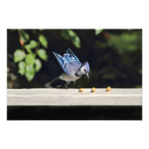 Fliegendes blaues Jay-Foto