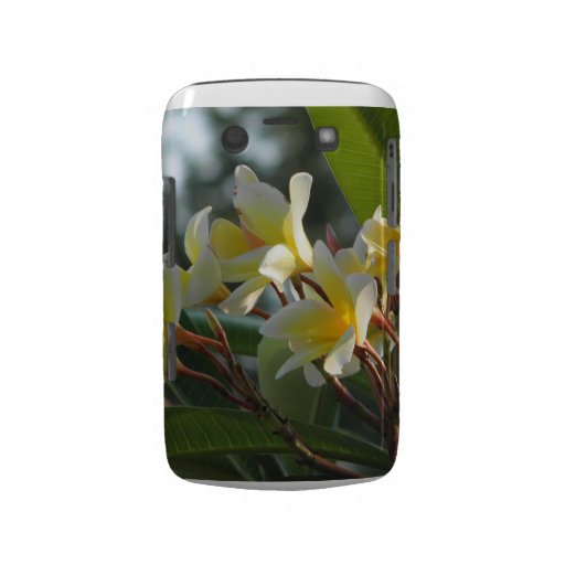 Florida-Blumen Blackberry Bold Cover