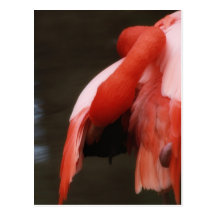 Florida-Flamingo Postkarte