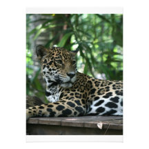 Florida Jaguar, das zurück hinlegend schaut Individuelle Einladungskarte