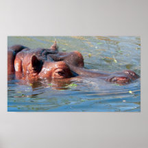 Flusspferd-Plakat