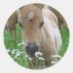 Fohlen-riechender Gänseblümchen-Aufkleber