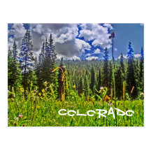 Forrest Landschaftspostkarte Colorados