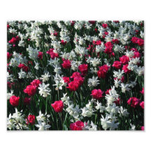 Foto-Druck der Tulpe-16