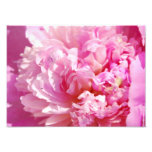 Fotografie-rosa Pfingstrose