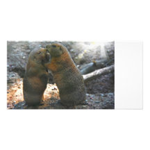 Fotokarte mit niedlichen Murmeltierpaaren