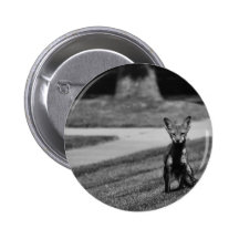 Fox Anstecknadel