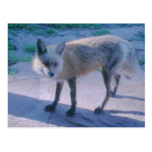 Fox auf Portal Postkarten