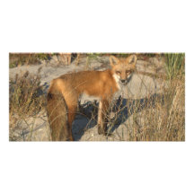Fox-Fotokarte