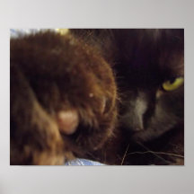 Francis Tatzen-Katzen-Plakat