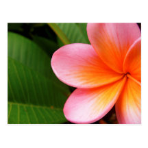 Frangipani I Postkarte