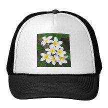 Frangipani Netz Caps
