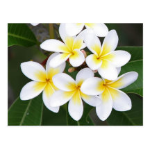 Frangipani Postkarten
