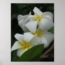 Frangipanis-Plakat-Drucke
