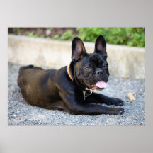 Französisch Bulldog Posterdrucke