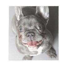 Französische Bulldogge