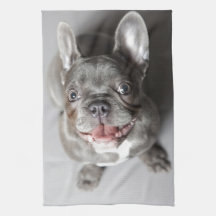 Französische Bulldogge