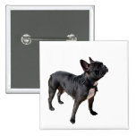 Französische Bulldogge Anstecknadelbutton