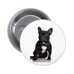 Französische Bulldogge Button