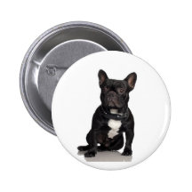 Französische Bulldogge Button