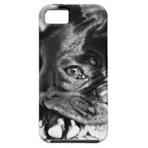 Französische Bulldogge iPhone 5 Cover