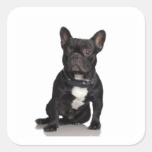 Französische Bulldogge Stickers