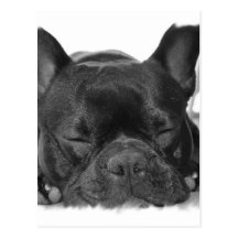 Französische Bulldoggen-Postkarte