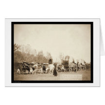 Frau Bullwhacking Ochsen Sd 1887 Karten