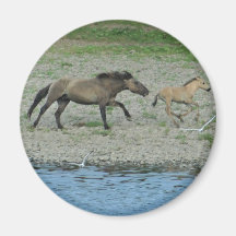 frech magnets