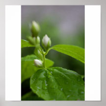 Frisch vom Regen Plakatdrucke