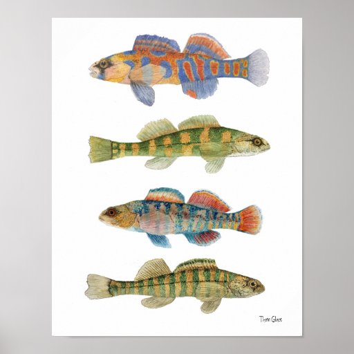 Frischwasserdarters-Kunst-Plakat