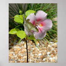 Froggy-Hibiskus-Blumen-Plakat