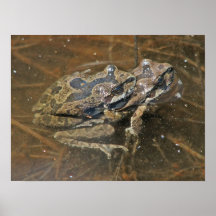 Froggy-Liebe Posterdrucke