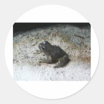 Froggy Stickers