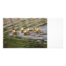 Frohe Weihnacht-Baby-Gänse Fotokartenvorlagen